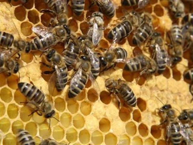 Pčelice u muzzzzzzzeju